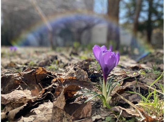 ピントが落ち葉の方に…