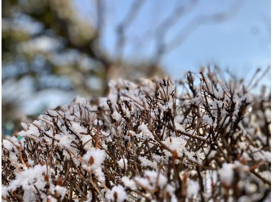 春の雪
