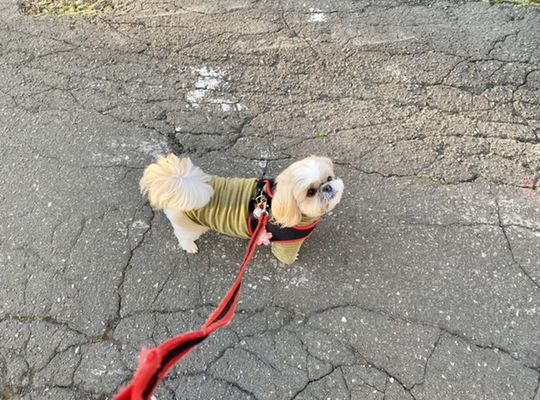 早朝に散歩に連れ出され抗議の表情を浮かべるさえ