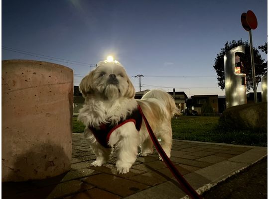 たてがみ感すごい