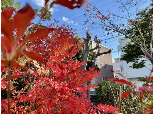 紅葉も終わりですなぁ