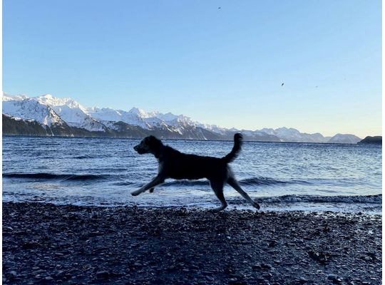 アラスカの山と湖と犬