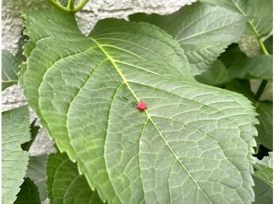 鳥も食わない