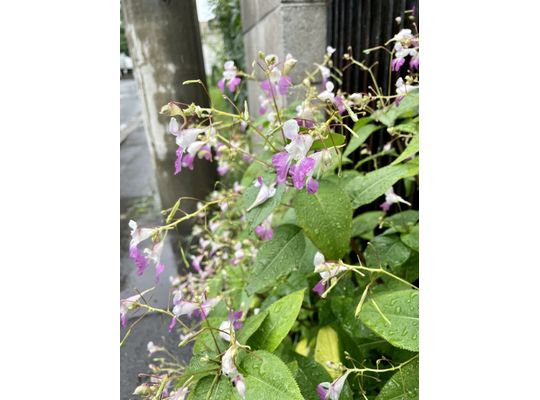雨降りの札幌