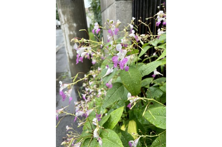 雨降りの札幌