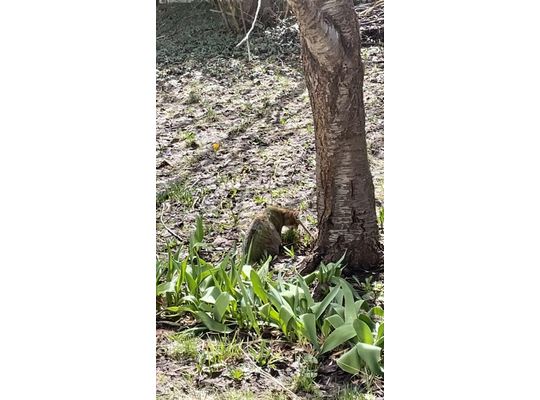 草を食うニャンコ先生