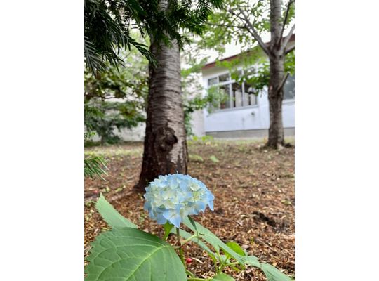 普通の紫陽花もあるよ