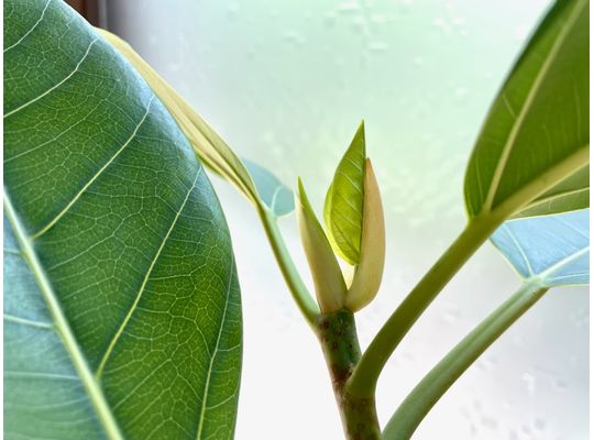 ゴムゴムのー！