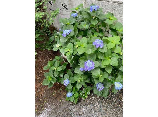 雨が似合う花 No.1