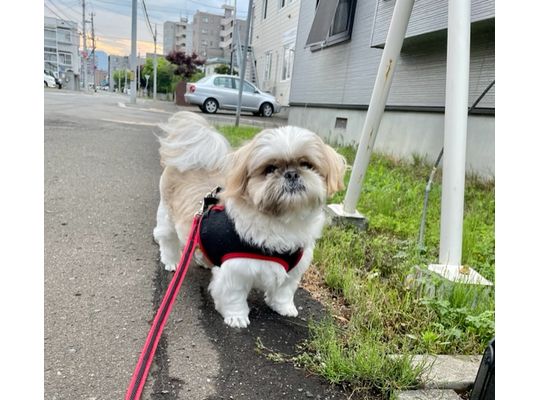 モサモサヘアーでもかわいい
