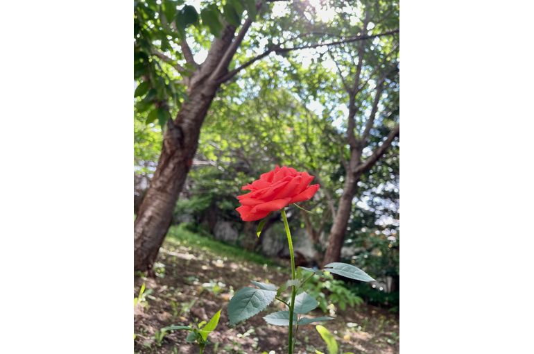 薔薇が咲いた