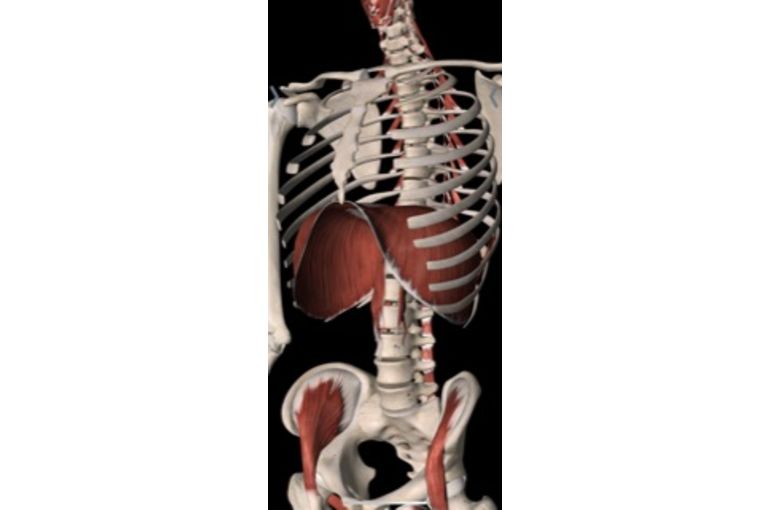 呼吸といえば横隔膜