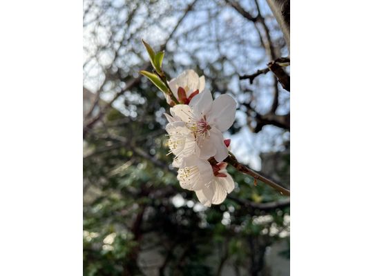 また梅