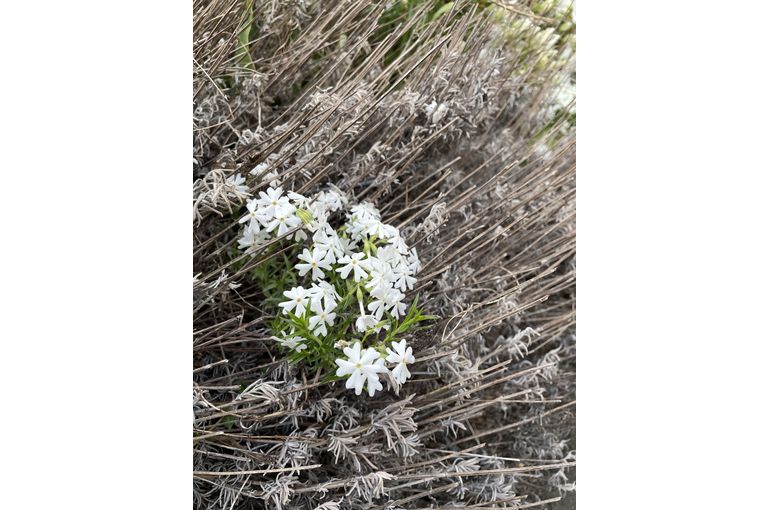 近所にあった花