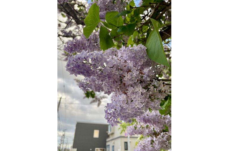 この花、何だっけ？