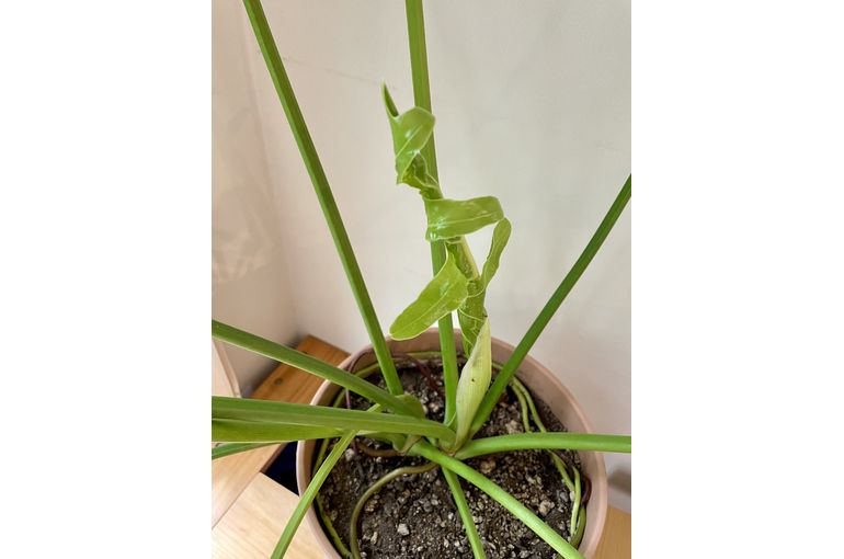 新しいの出てきた