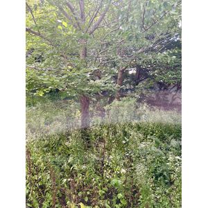 相変わらず雑草ボーボー