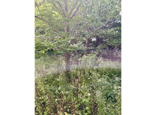 相変わらず雑草ボーボー