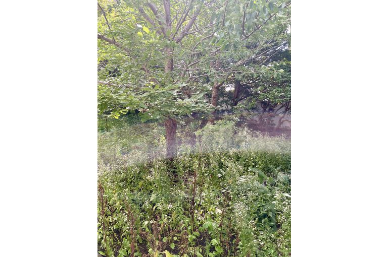 相変わらず雑草ボーボー