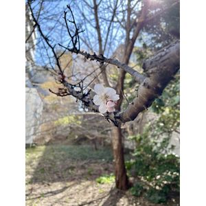 梅が咲き始めました。