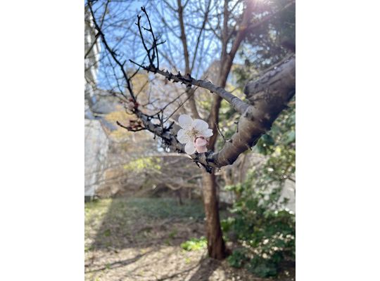 梅が咲き始めました。