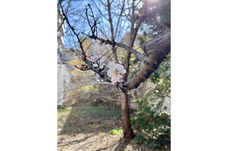 梅が咲き始めました。