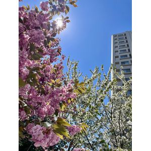 桜も終わりに近い