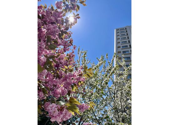 桜も終わりに近い