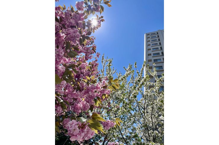 桜も終わりに近い