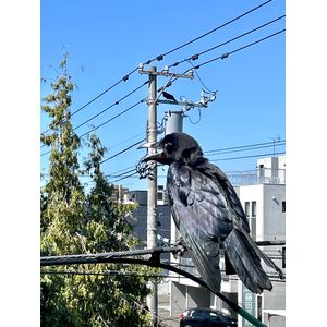 目の前にカラス