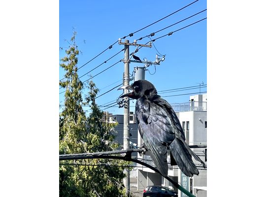 目の前にカラス