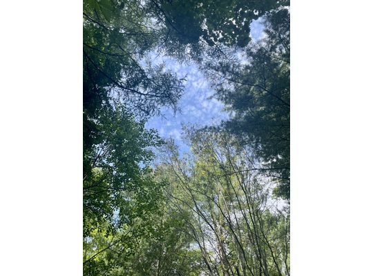 帯広の森