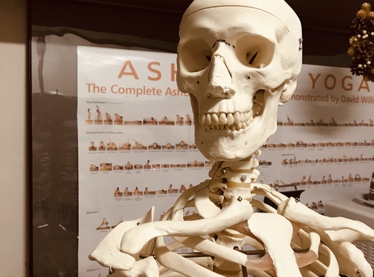 スタジオミガクの骸骨2号