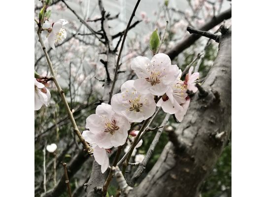 札幌のヨガスタジオミガク　梅の花