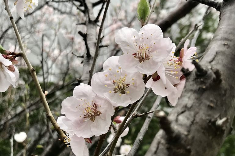 札幌のヨガスタジオミガク　梅の花