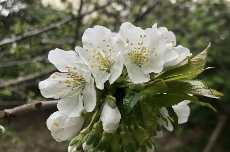 札幌東区のヨガスタジオミガク　さくらんぼの花
