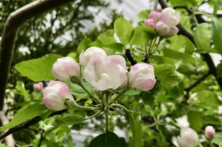 林檎の花が咲き始めました