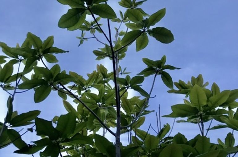 札幌のヨガスタジオミガク