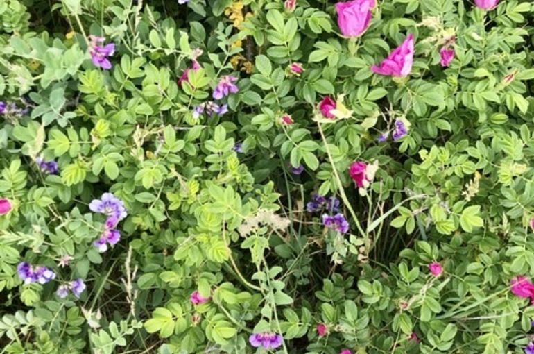 はまなすの丘公園